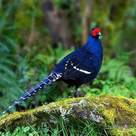 

Telur ayam hias ringneck mikado pheasant fertil untuk ditetaskan Langsung