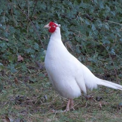

Telur ayam hias ringneck white pheasant fertil untuk ditetaskan