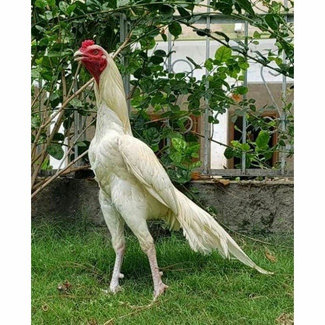 

Telur ayam hias putih nasional bangkok putih fertil siap tetas - ayam nasional