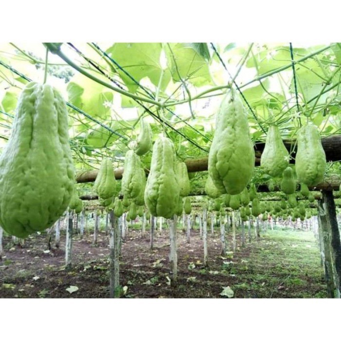 

silahkan COD Bibit Unggul Labu Siam Siap Tanam