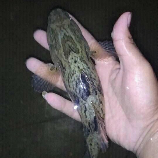 ikan gabus malas betutu/bloso hidup 1kg