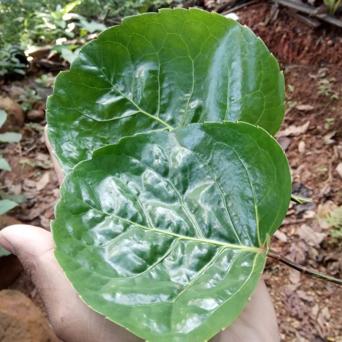 

DAUN MANGKOKAN SEGAR 300GRM
