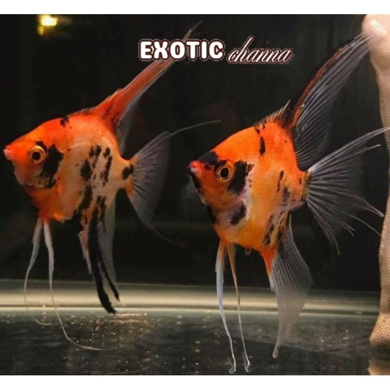 hiasan aquarium Manfish Red Devil Veiltail / Slayer Prediksi Sepasang uk 4.5 - 5 Cm ISI 2 EKOR aquas