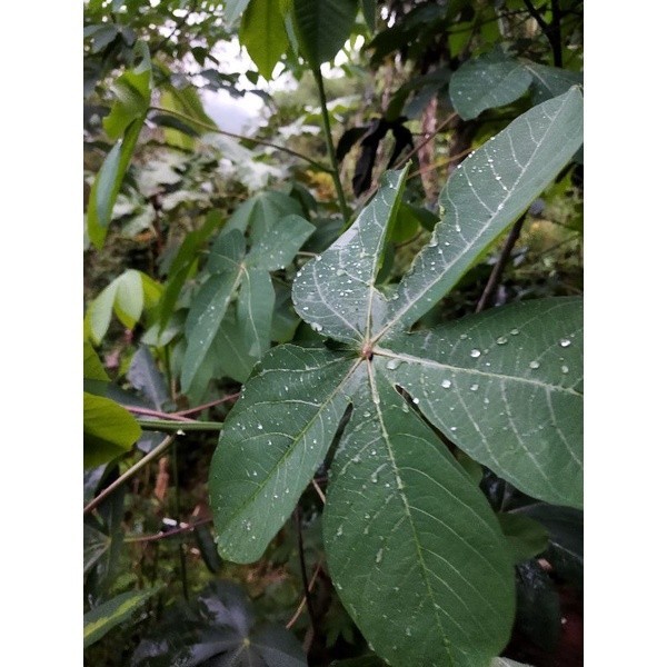 

Daun singkong karet singkong hutan segar 500 gram