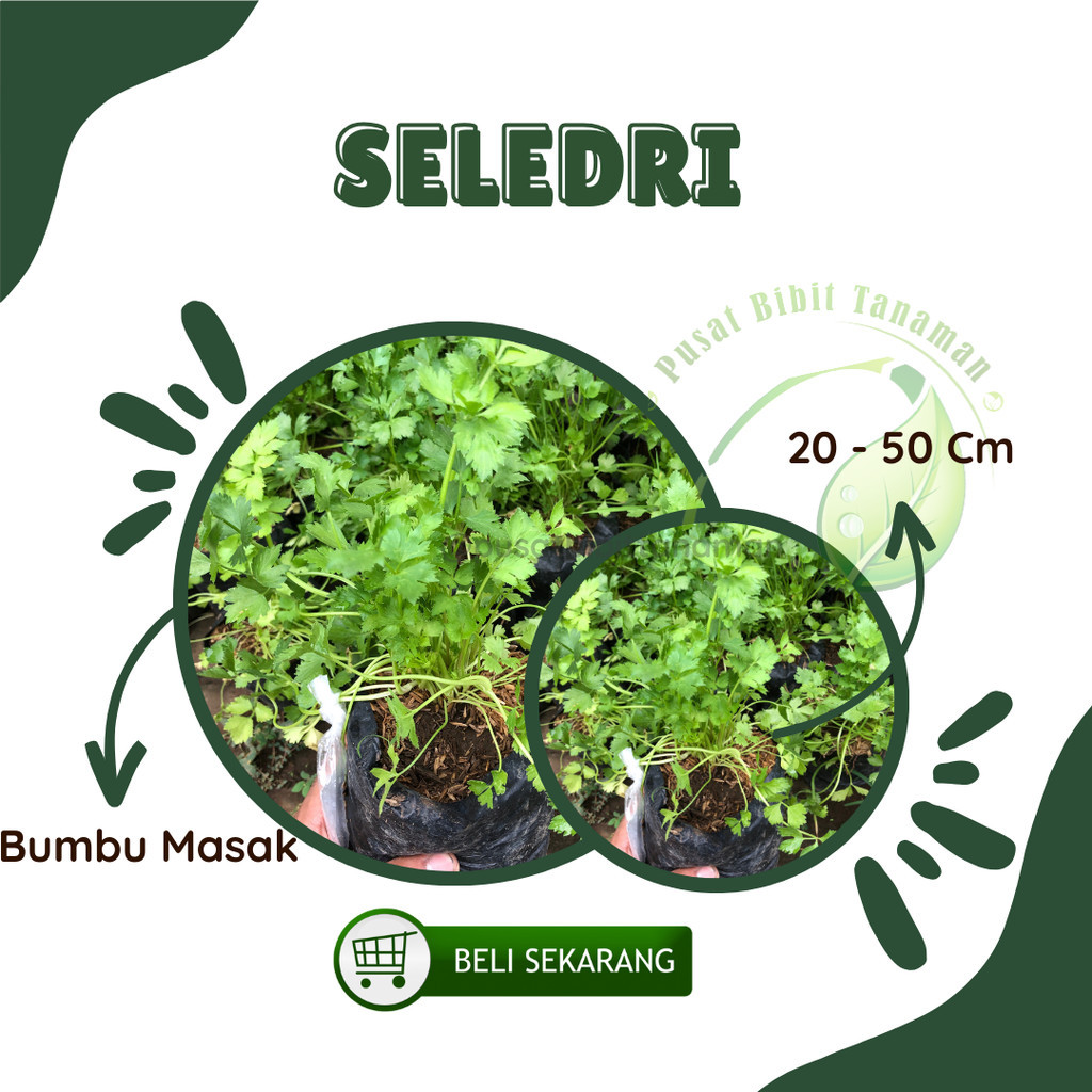 Bibit Tanaman Seledri Daun Seledri