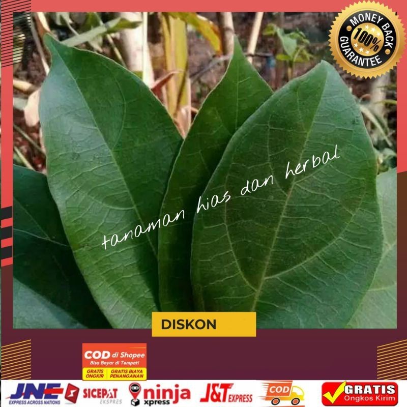 

Daun cincau kipanas segar langsung petik 500gram