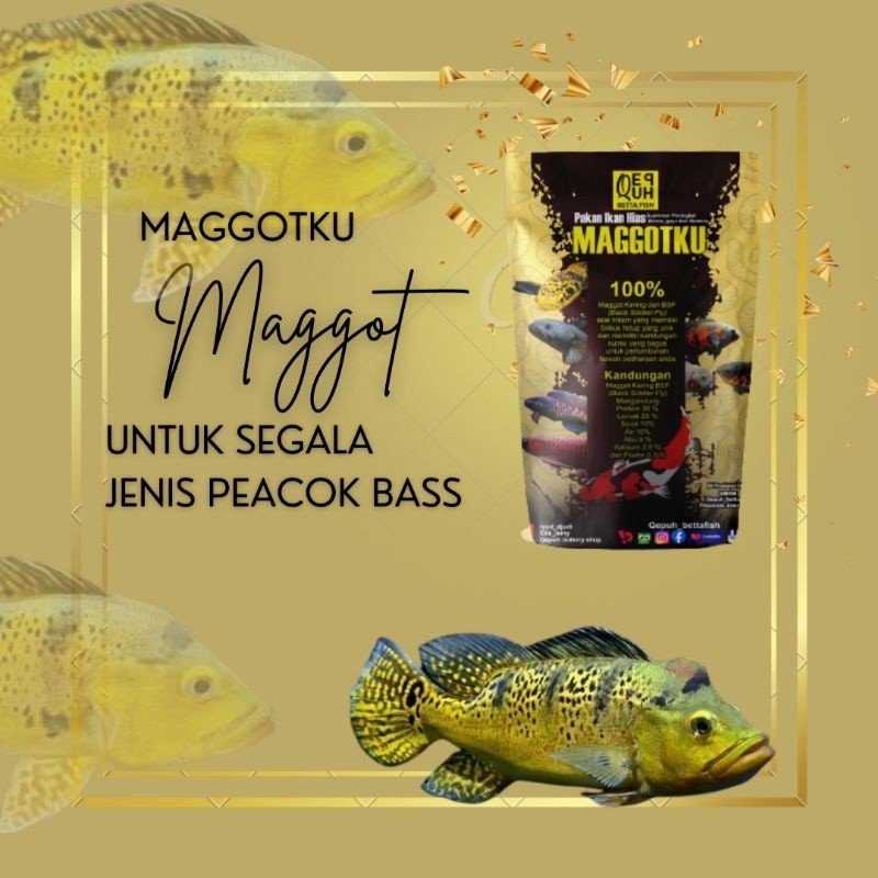 Maggot original pakan Peacok Bass, Pc Bass, kalberi, Mono, intermedia, Predator air tawar, pelet ika