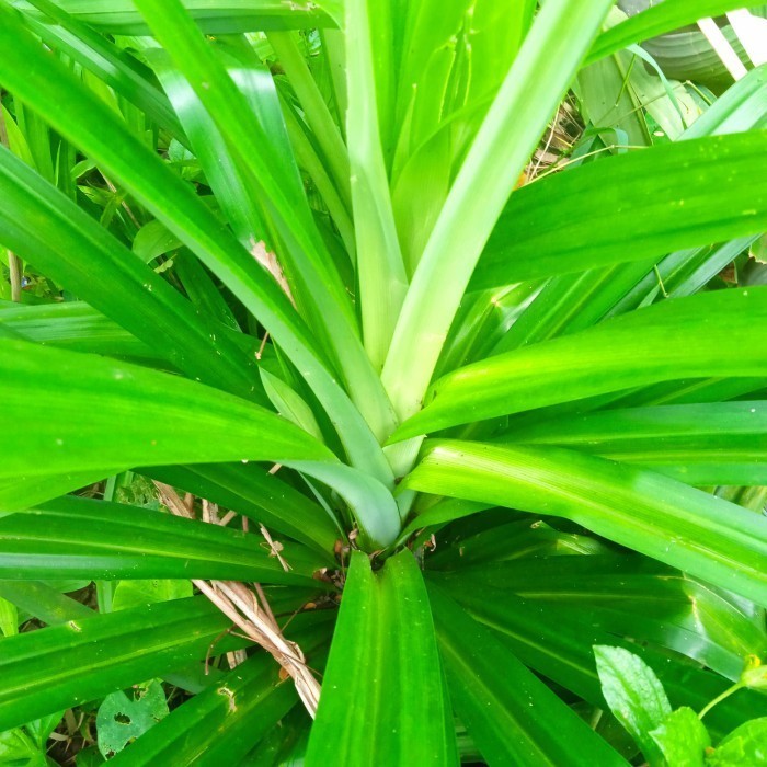 

daun panda wangi 100 gram