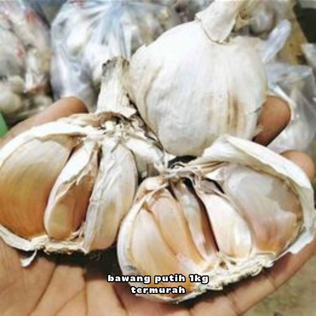 

bawang putih bawang putih 1kg termurah bawang putih 1kg bawang putih sinco 1kg