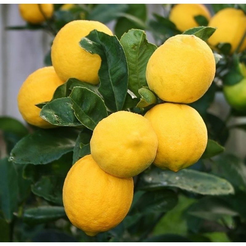EverGreen- bibit jeruk lemon california asli kondisi berbuah