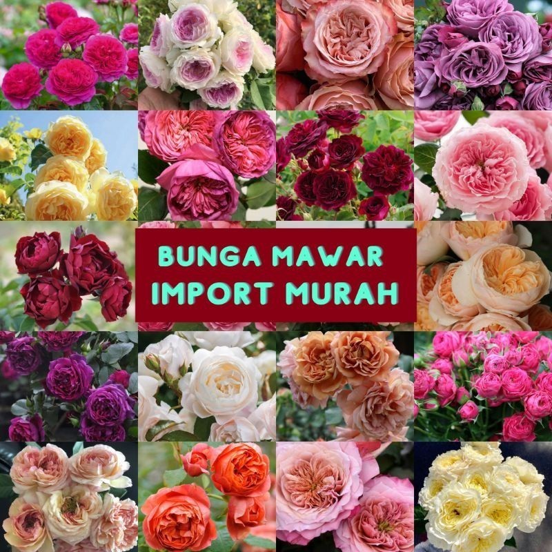 Tanaman Hidup Bibit Bunga Mawar import Hidup-Mawar wangi-Mawar Rambat-Mawar murah-Mawar cantik-Mawar