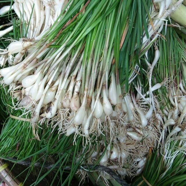 NEW sayur daun kucai /benih kucai segar ...