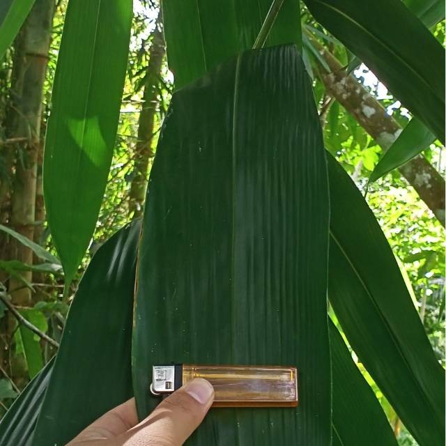 

Daun Bambu Segar Untuk Bungkus Bacang Dan Herbal