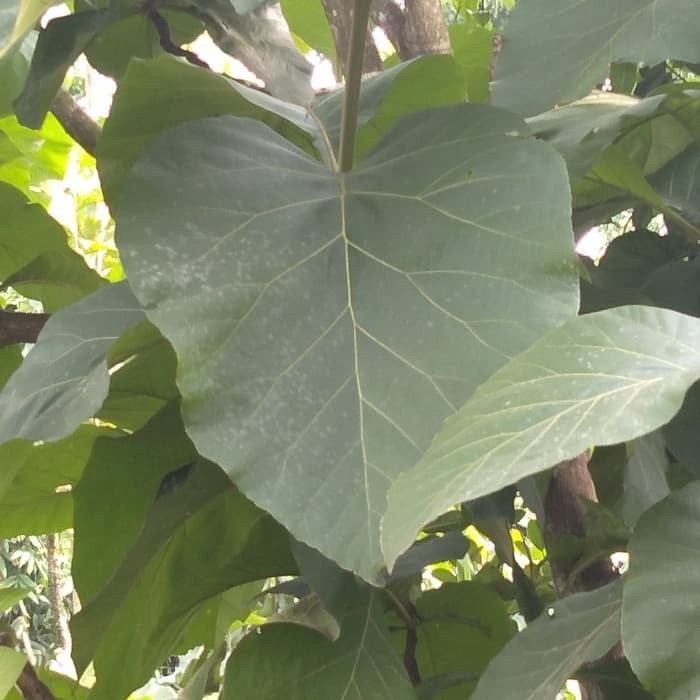 

COD Terlaris daun jati/daun jati segar 1 kg Terlaris ready