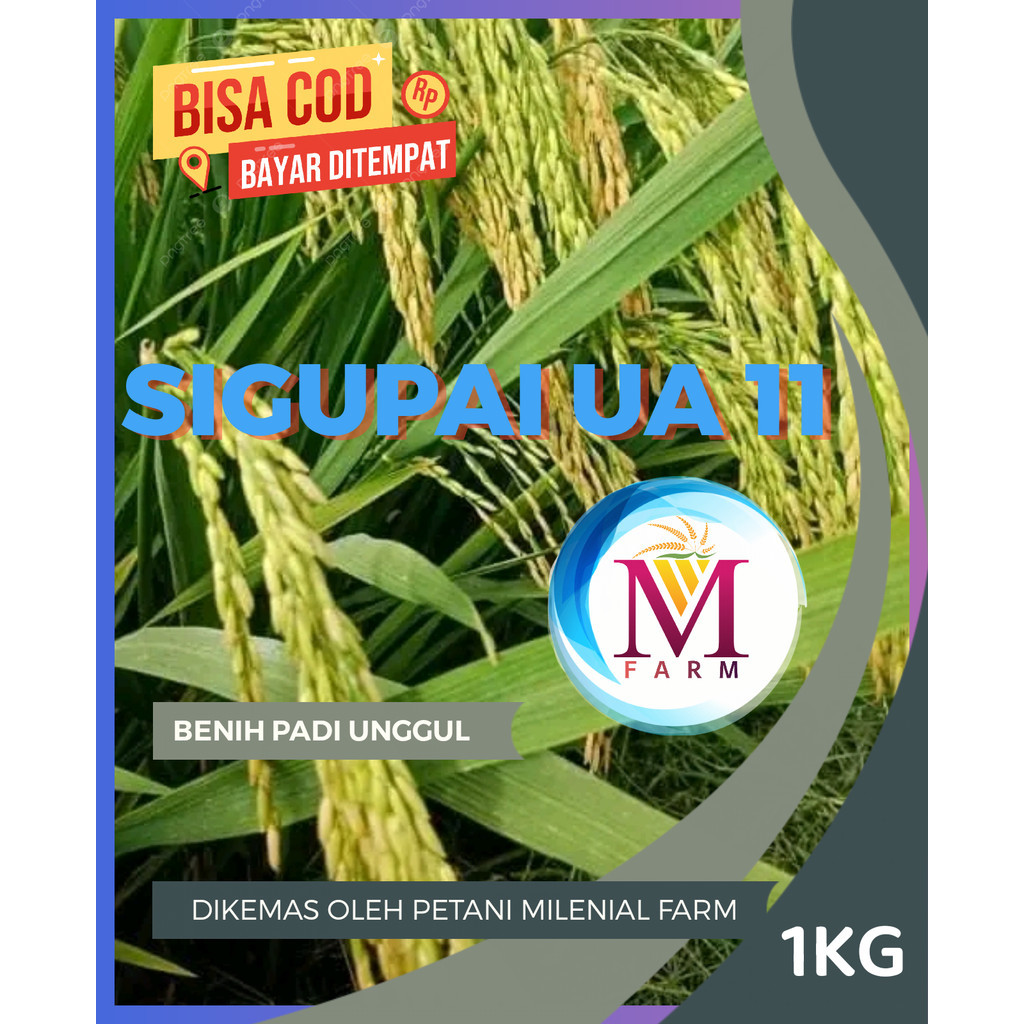 Benih padi sigupai ua 11 kemasan 1kg