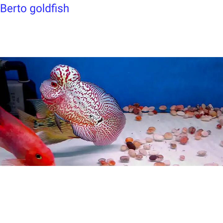 Hiyasan akuarium Burayak louhan Kamfa F2