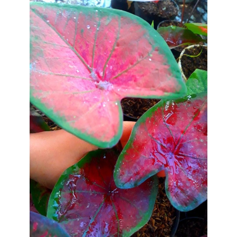 tanaman hias hidup bunga caladium hybrite 08