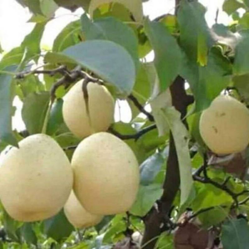 Bibit Pir Berkwalitas super hasil okulasi dengan pohon yg sudah berbuah tanaman tabulampot