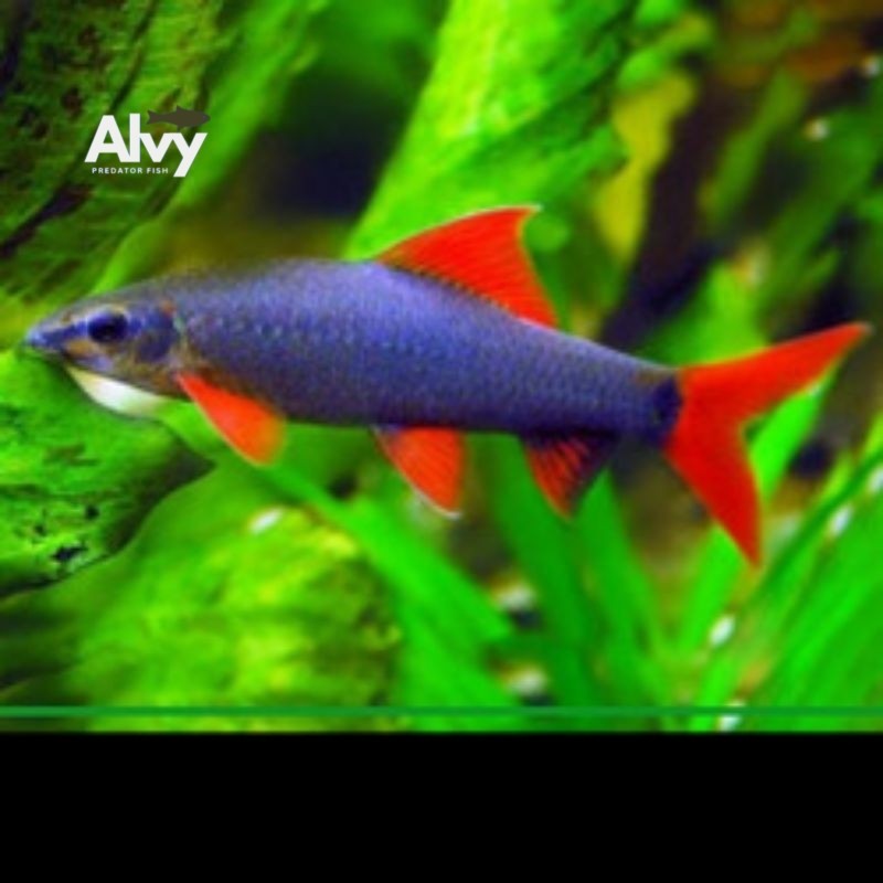 Aksesoris akuarium IKAN (REDFIN HITAM) EKOR MURAH berkualitas