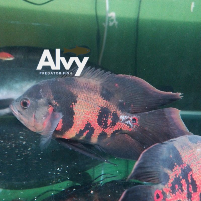 Kebutuhan aquarium Ikan Oscar Batik Slayer 9-13 cm gondrink comtank bisa cod bergaransi