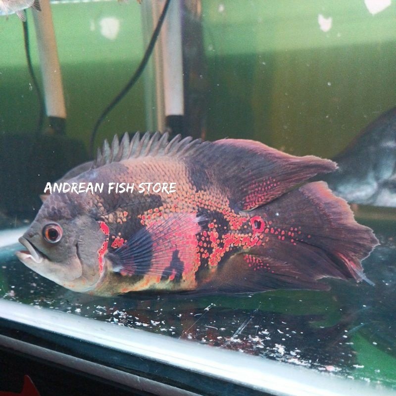 BIG SALE  hiasan aquarium Ikan Oscar Batik Slayer 9-12 cm tankmate andreanfishstore