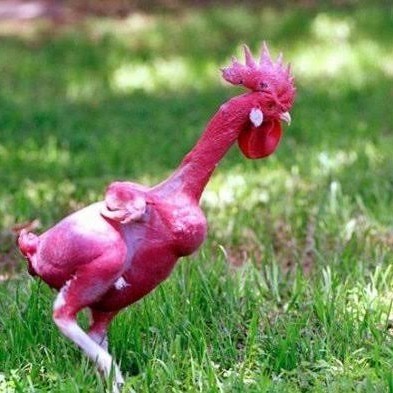 

Telur ayam tanpa bulu / ayam gundul fertil siap ditetaskan - ayam tanpa bulu