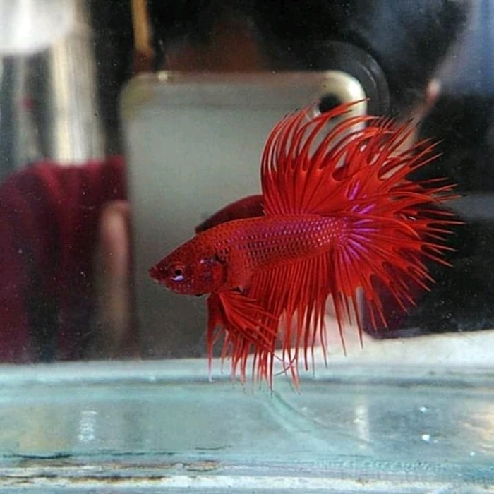 IKAN CUPANG CROWTAIL SEPASANG