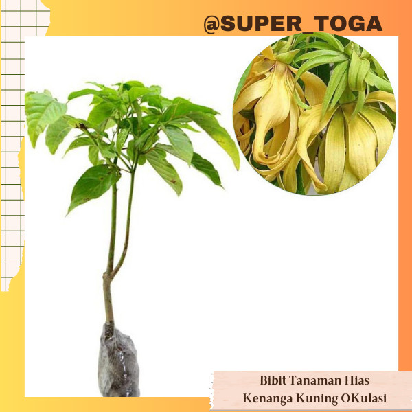 KENANGA bibit bunga kenanga hasil okulasi cepat berbunga bibit kenanga kuning tanaman bunga kenanga