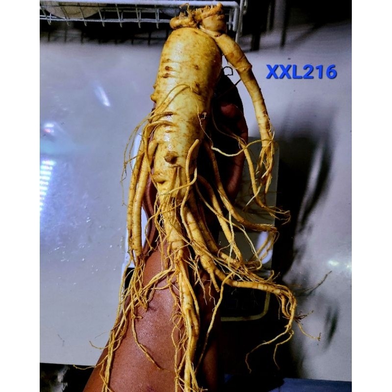 Ginseng Korea Khusus Jumbo - Anugrah Megah