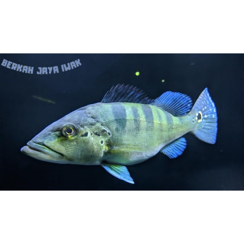 SUPER PROMO  kebutuhan akuarium Hiasan Aquarium Peacock bass azul 3-5 cm viral