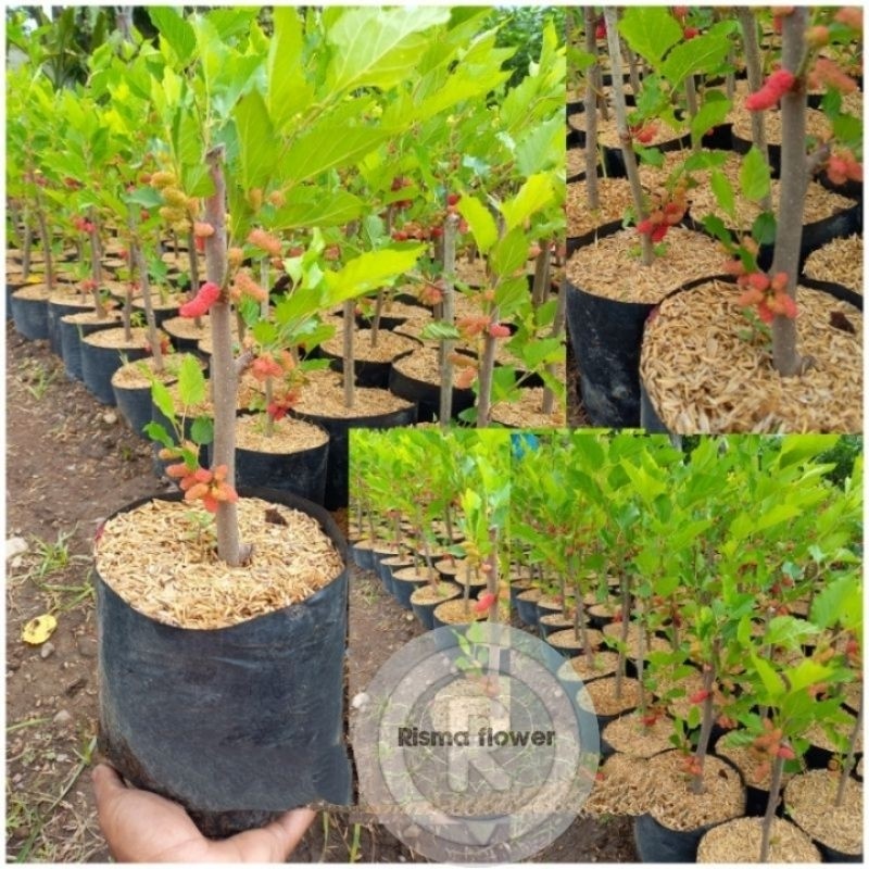 For saleTanaman pohon buah murbei sudah berbuah ( pohon murbei sudah berbuah ) - mullbery sudah berb