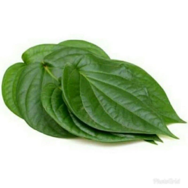 

Daun Sirih Hijau Segar 200Gram Obat Herbal Daun Sereuh