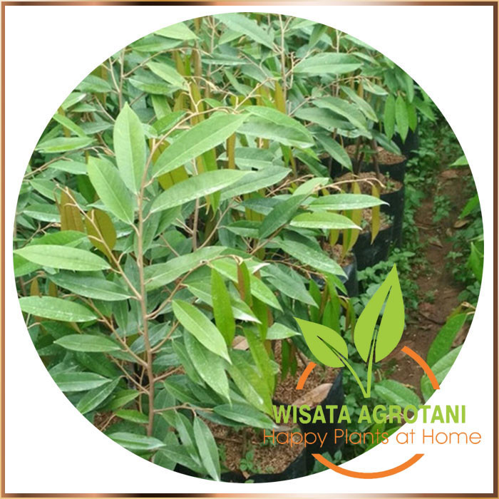 Bibit buah durian montong|Musangking|Bawor Batang Besar 2 meter