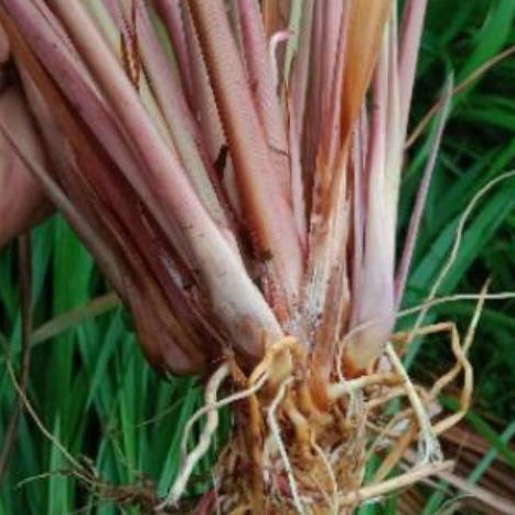 

Sereh merah/sereh wangi merah.bisa juga utuk bibit(1kg)