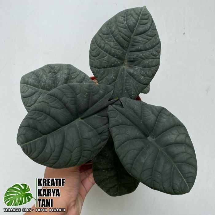 TR52WV Tanaman hias alocasia maharani - Alocasia maharani