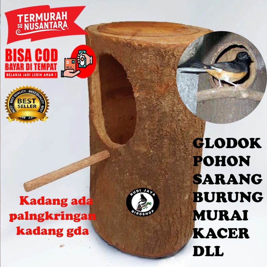GLODOK MURAI POHON JUMBO GLODOG BURUNG MURAI UKURAN DIAMETER BESAR MEDIA RUMAH TERNAK BURUNG KACER