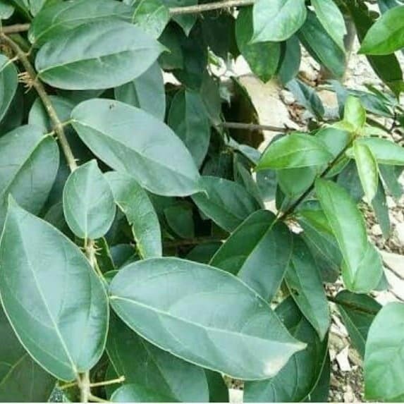 

Daun cincau segar per 10 lembar Kualitas Terbaik ready