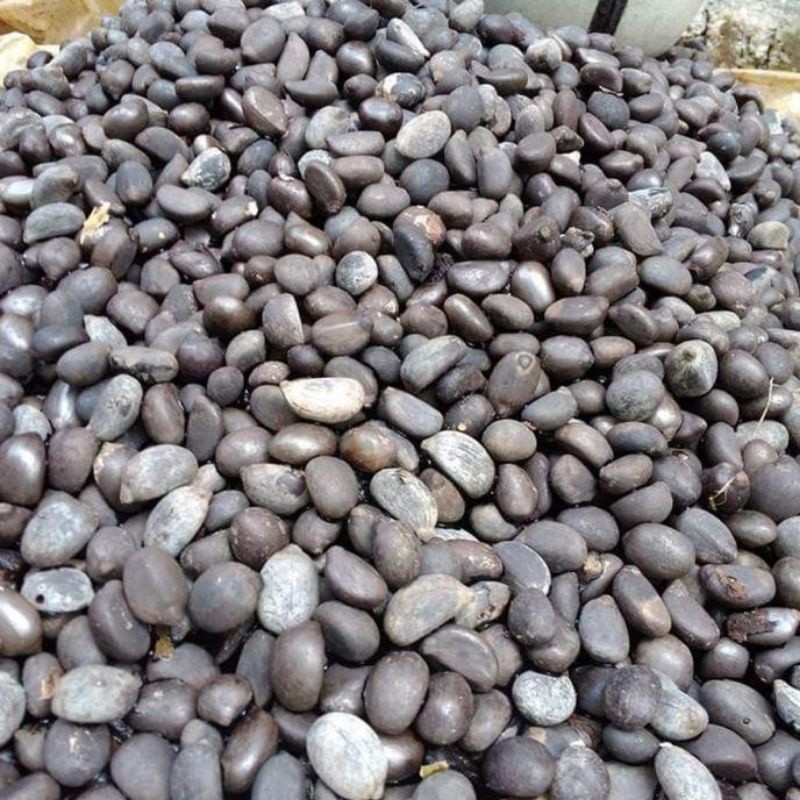 

Paket 50 Bibit Biji Aren / Kolang Kaling Genjah Varietas Unggul