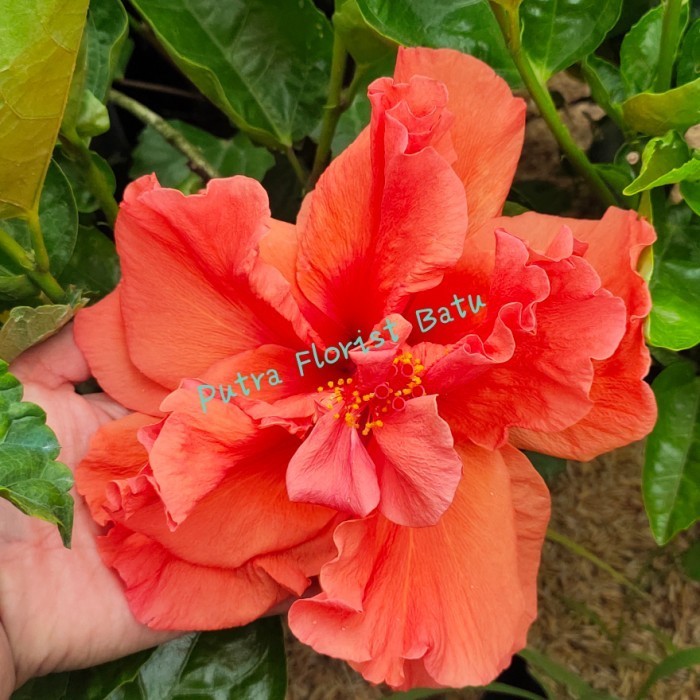 Bibit Tanaman Kembang Sepatu Hibiscus Orange Tumpuk Jumbo