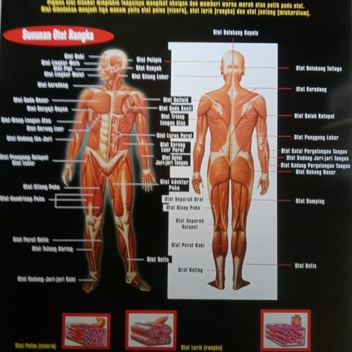 PROMO ~ POSTER ANATOMI MANUSIA DAN ALAT ALAT TUBUH / GAMBAR DINDING
