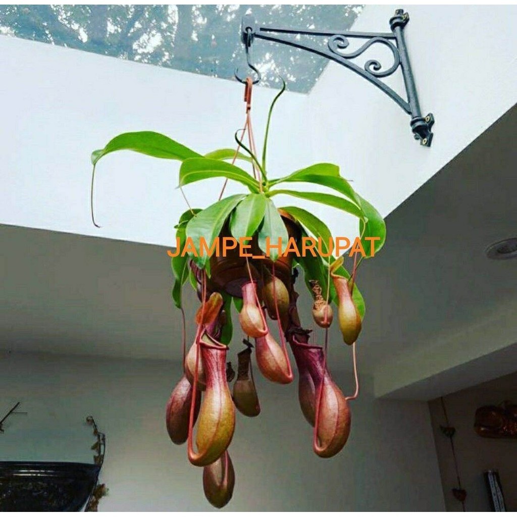 Nepenthes - Tanaman Hias Gantung - Tanaman Karnivora