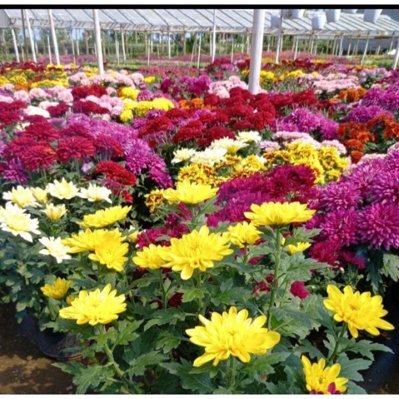 BIBIT BIBIT BUNGA KRISAN (SIAP TANAM)