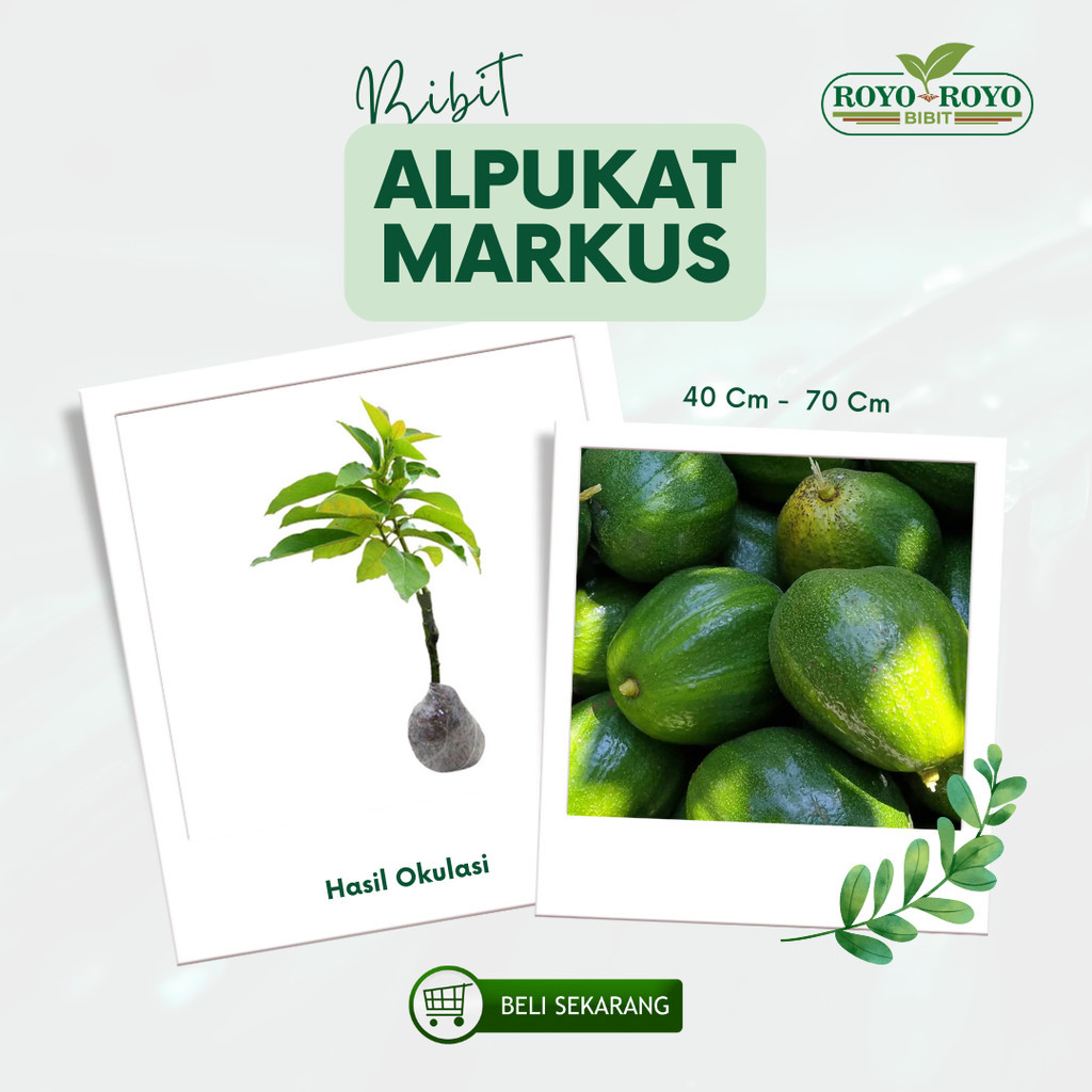 Bibit Alpukat Markus Super Jumbo Okulasi Siap Tanam