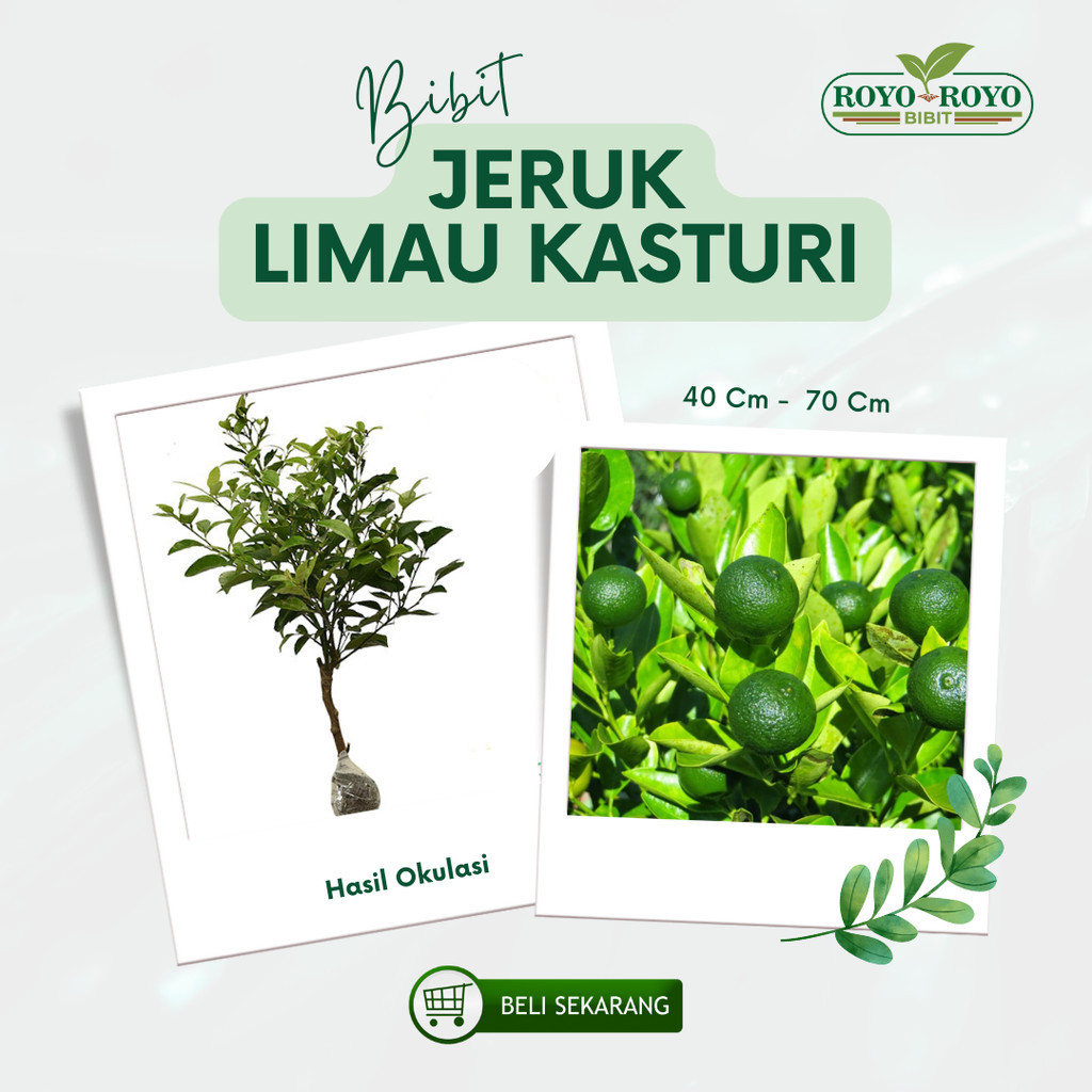 Bibit Tanaman Buah Jeruk Limau Kasturi