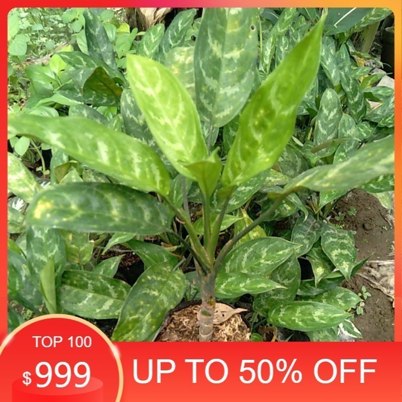 tanaman hias Tanaman Hias Sri Rejeki / aglonema Sri Rejeki segar