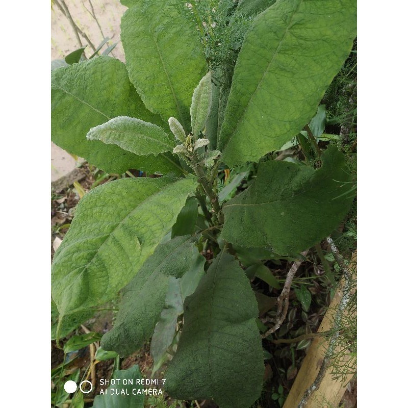 

Daun sembung segar 500 gram fresh Terlaris store69 ready