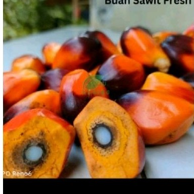 

Buah sawit sgar umpan pancing 1 kg
