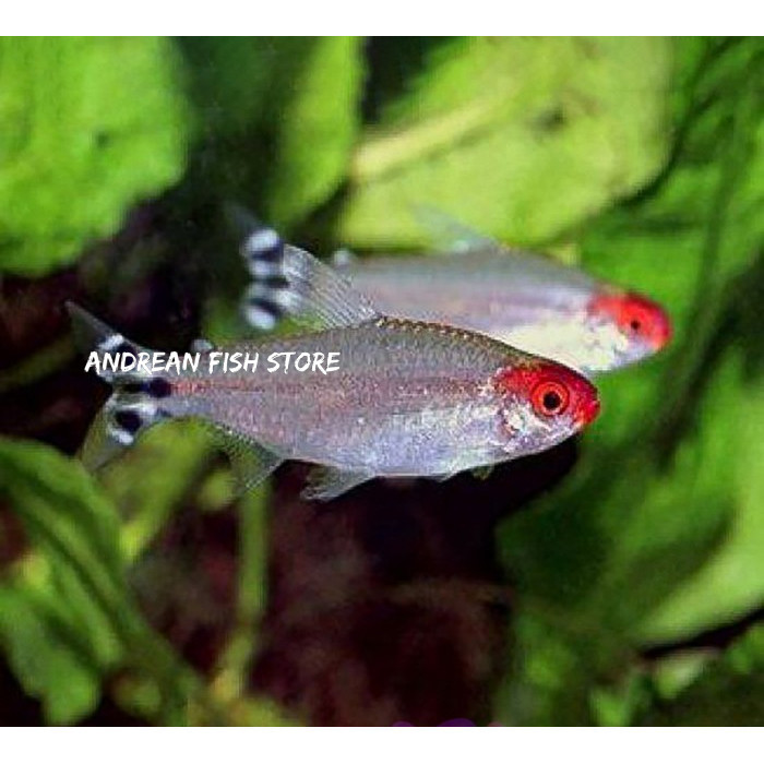 BIG SALE  hiasan aquarium Ikan Red Nose Tetra / Ikan Hias Air Tawar / Ikan Hias Aquascape andreanfis