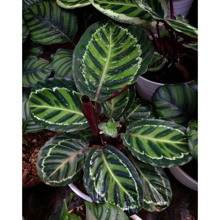 

Tanaman Hias Calathea Linden Rimbun . .