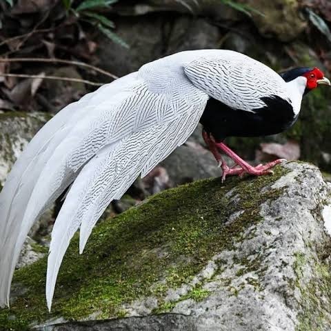

Telur ayam hias ringneck silver pheasant fertil siap ditetaskan